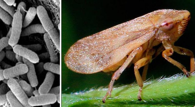 Xylella fastidiosa chicharrilla