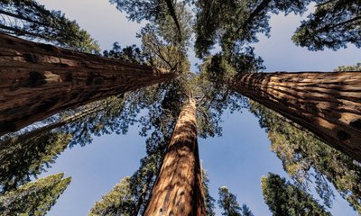 Árboles más Altos del Mundo: Especies y Ejemplares