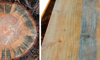 Madera Azulada: Origen, Efectos y Tratamiento