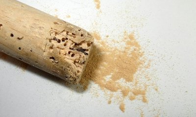 Carcoma de la Madera. Aprende a Identificarla y Eliminarla
