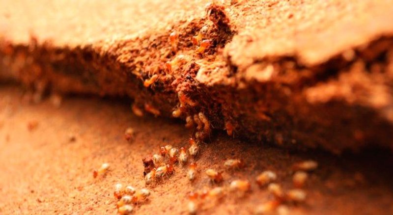 carcoma aglomerado, termitas mdf