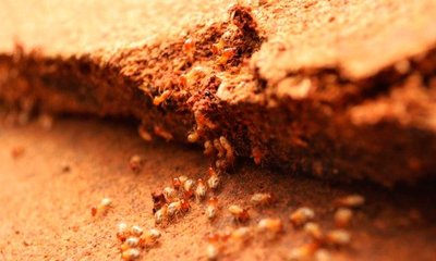 ¿Atacan las termitas y carcoma los tableros de aglomerado o MDF?