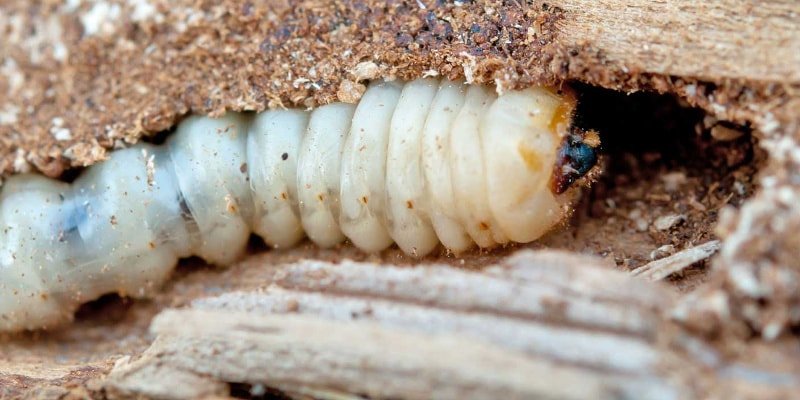 acabar con la carcoma de la madera
