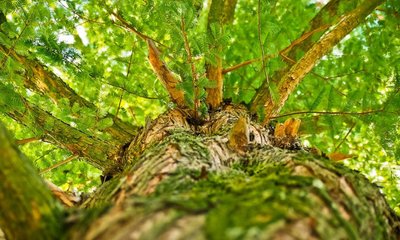 Madera de Especies Coníferas y Frondosas: Diferencias y Ejemplos