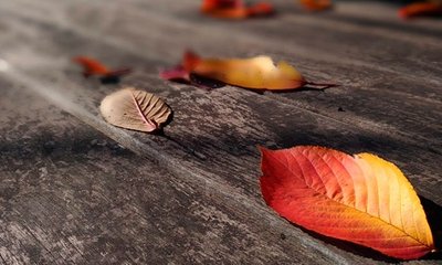 Tarima de Madera Exterior ¿Por Qué se Oscurece y se Vuelve Gris?