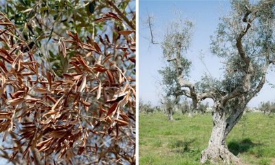 ¿Qué es el Ebola del Olivo y qué efectos tiene?