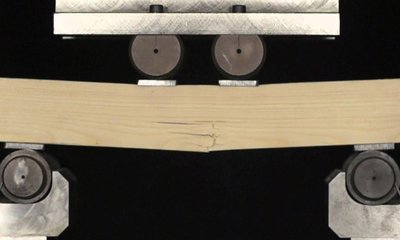 Elasticidad de la Madera: Valores y Comparativa de Especies