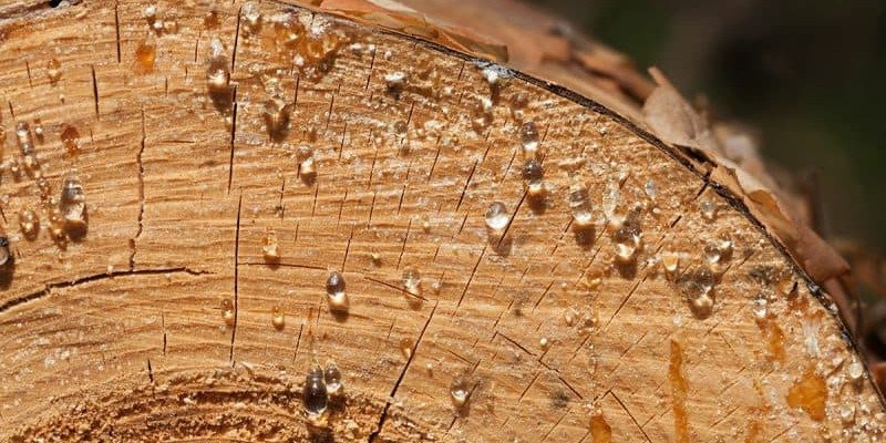 como evitar exudaciones de la madera