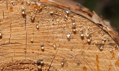 Extractos y Exudados de la Madera: Tipos, Origen y Solución