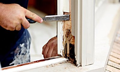 Hongos de la Madera: Tipos, Efectos y Tratamiento