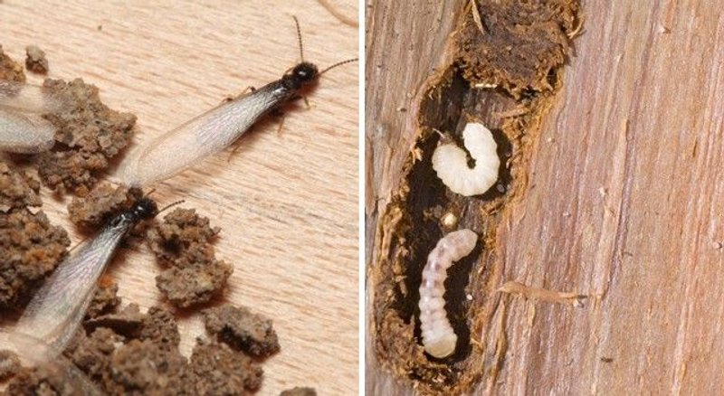 insectos de la madera