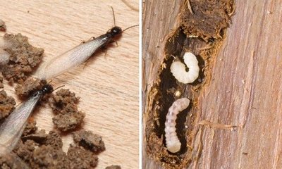 Tipos de Insectos que Roen Madera y Tratamientos