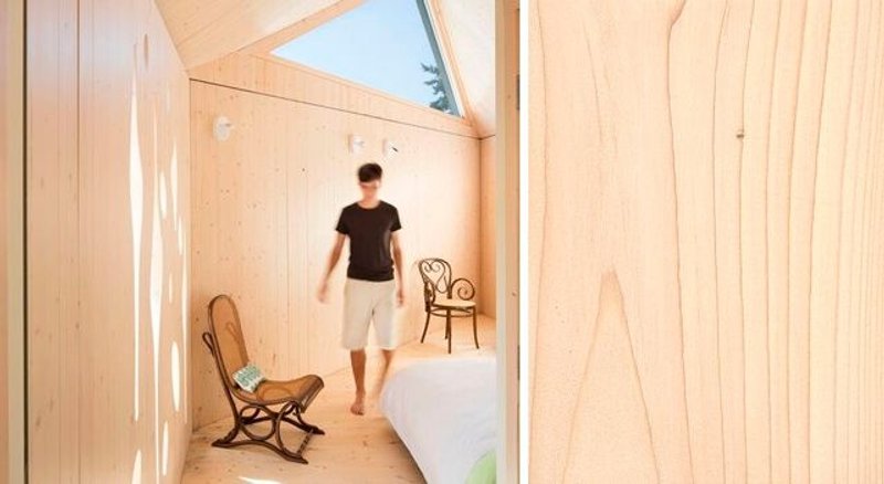 abeto características