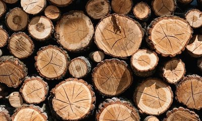 Qué es la Madera Certificada y Principales Sellos