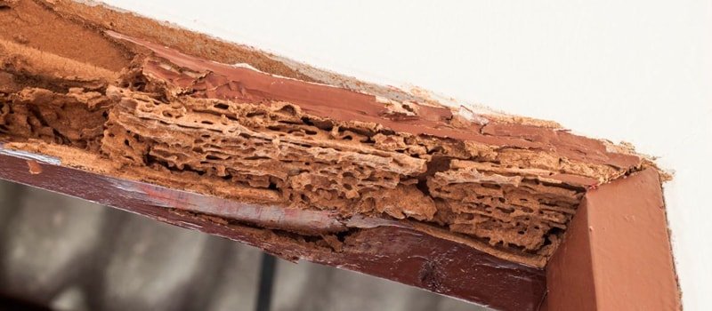 viga madera degradada insectos