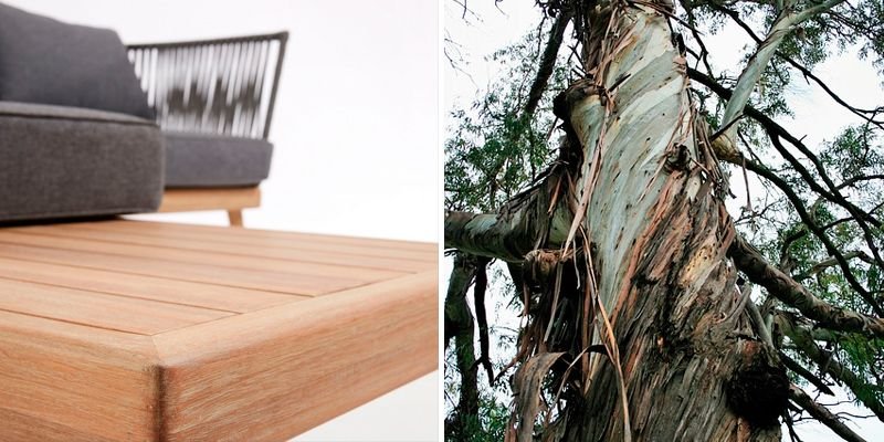 características del eucalipto