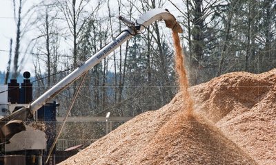 Maderas para Fabricar Papel: Especies, Proceso y Consumo