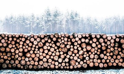 Madera Importada: Elegir para Evitar la Deforestación y Especies Problemáticas