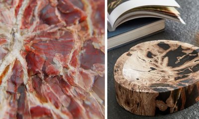 Madera petrificada o fosilizada: Propiedades y Ejemplos