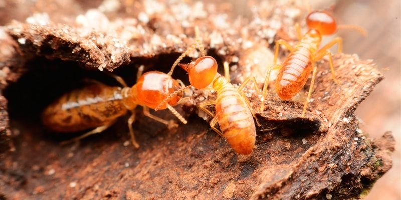 maderas resistentes a las termitas