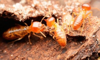 ¿Qué Tipos de Maderas son Resistentes a las Termitas y Por Qué lo son?