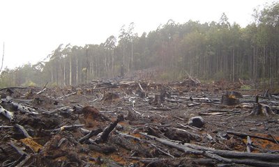 Maderas Amenazadas y en Peligro. Ejemplos y Apéndices CITES