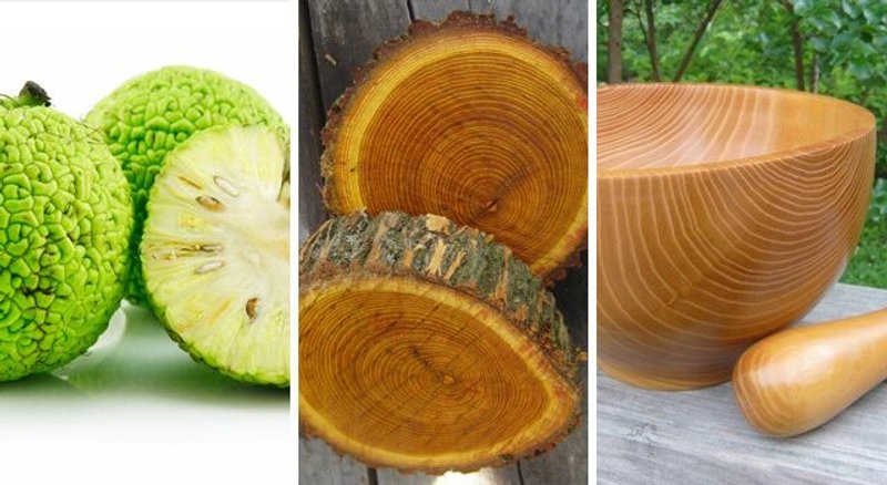 madera de naranjo de Luisiana