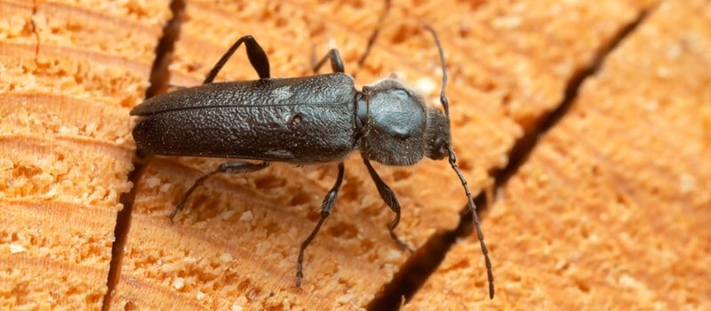 polilla de la madera