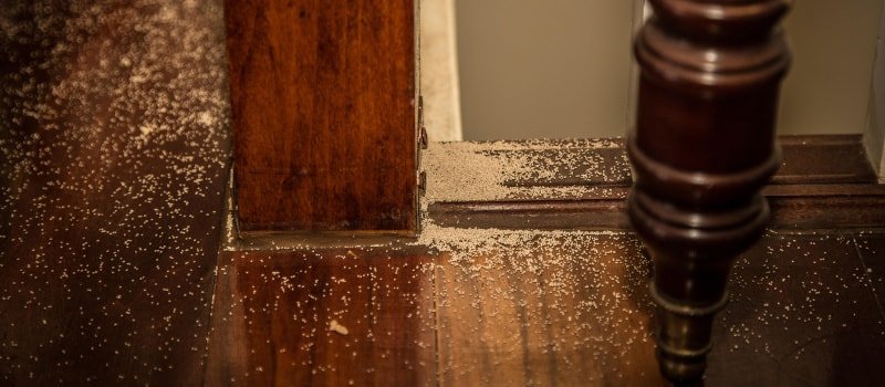 signos presencia termitas