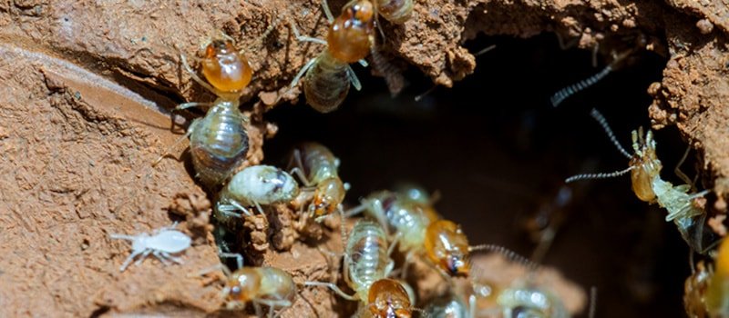 tunel termita subterranea