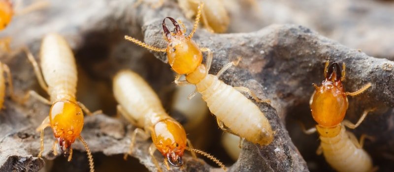 termitas de la madera