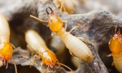 Termitas de la Madera: Tipos y Tratamiento