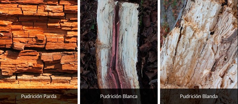 tipos de pudricion madera