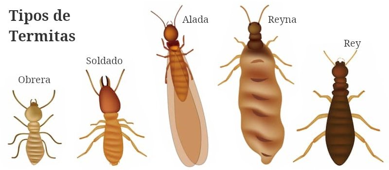 tipos de termitas