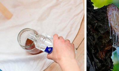 Aguarrás o Trementina: Composición, Características y Usos